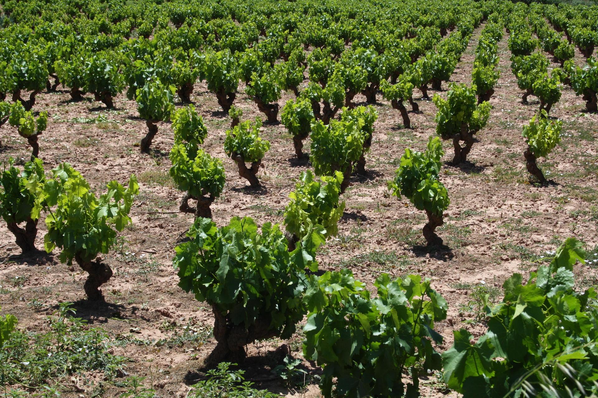 Vignes dans la Rioja  MarieEve Lessard