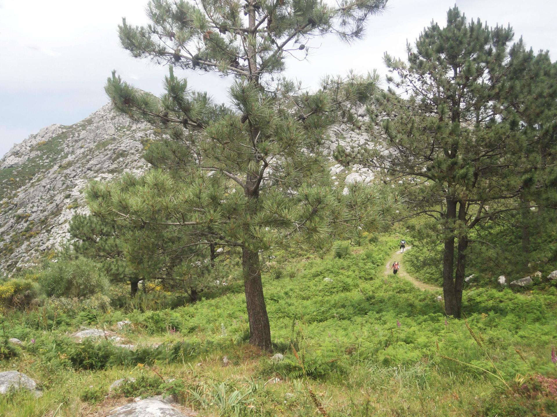 Camino Portela  E. Lenkiewicz