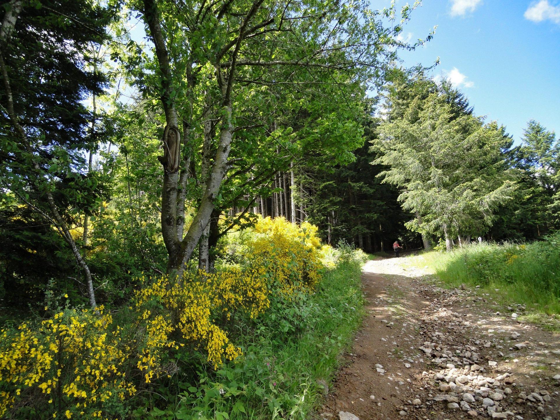 Vers la Forêt de Taillard  E. Lenkiewicz