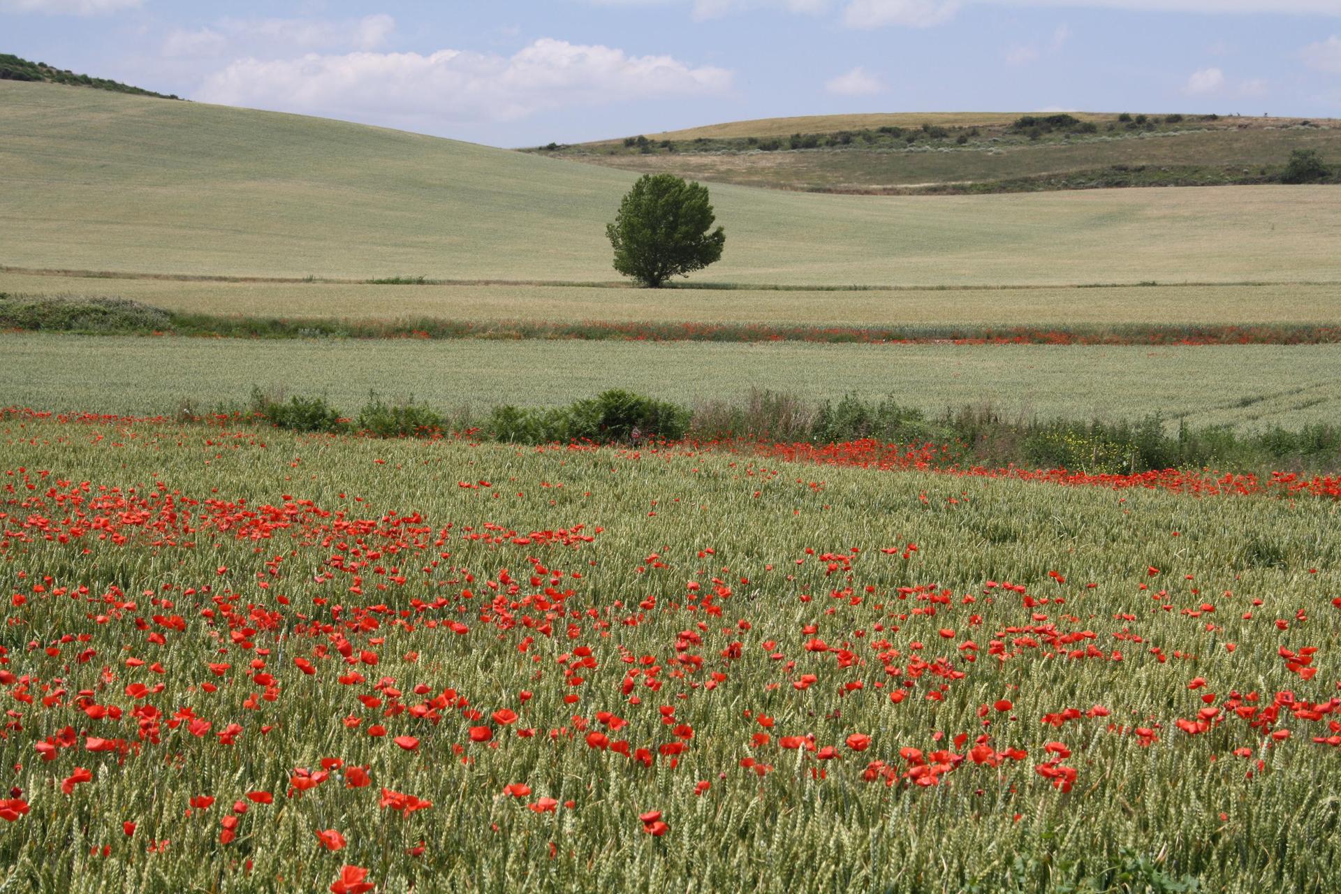 Champ de coquelicots  MarieEve Lessard