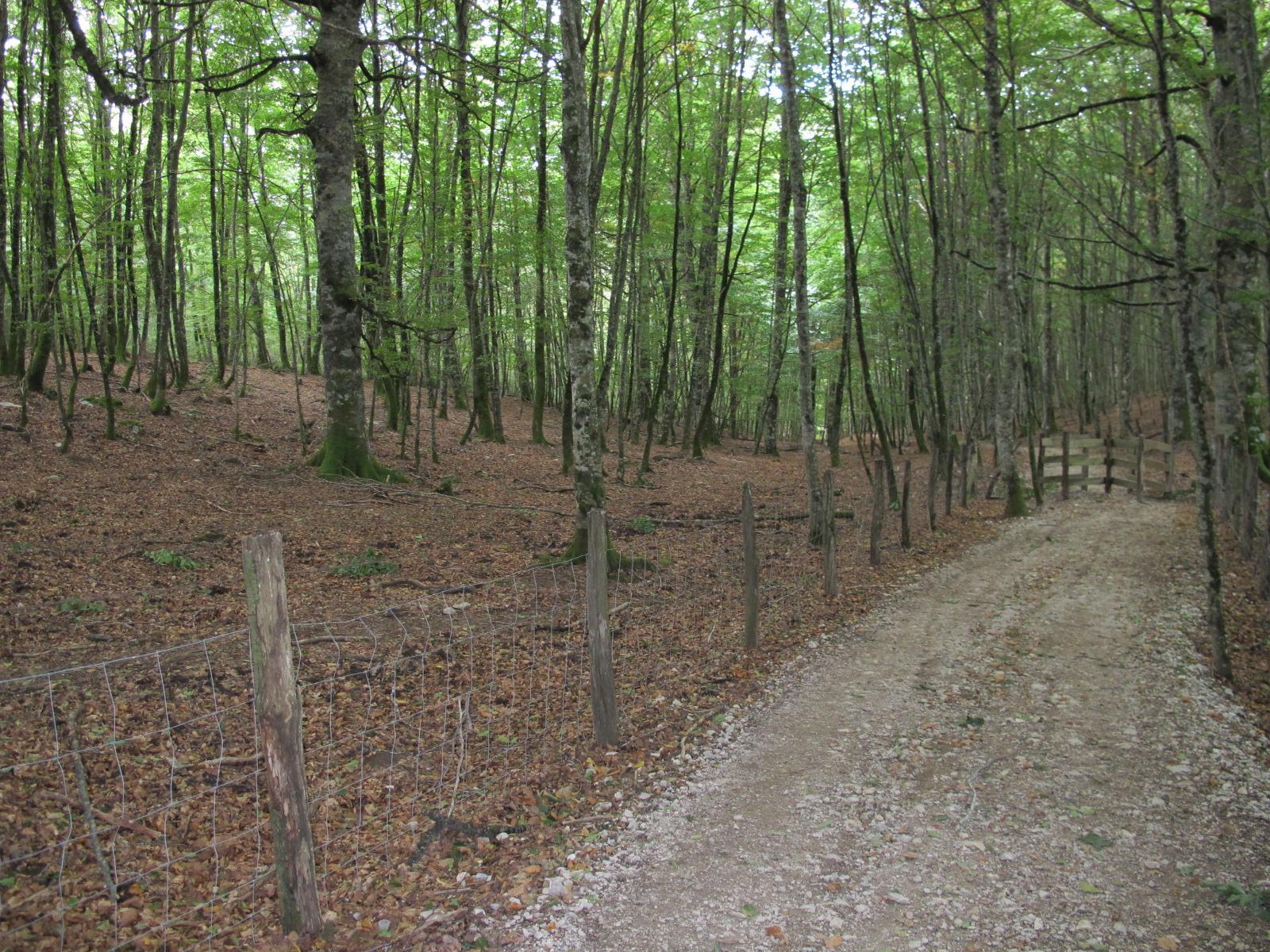 Camino Francés  Suzanne Montambault