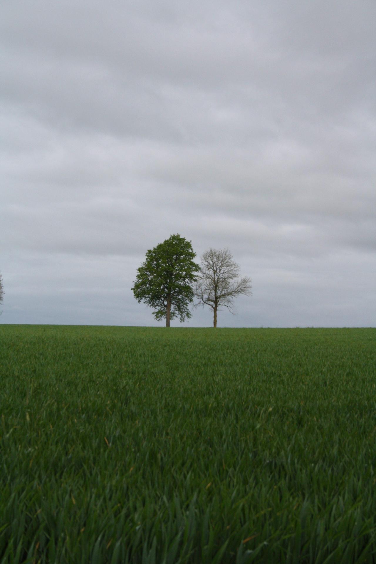 Chemin faisant  MarieEve Lessard