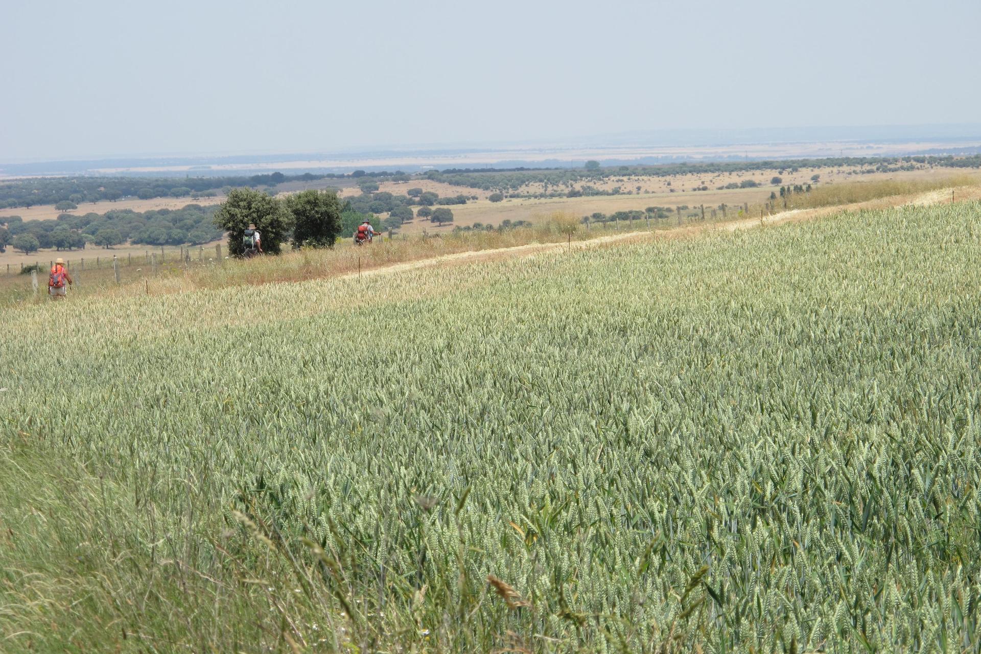 Vers San Pedro  Suzanne Montambault