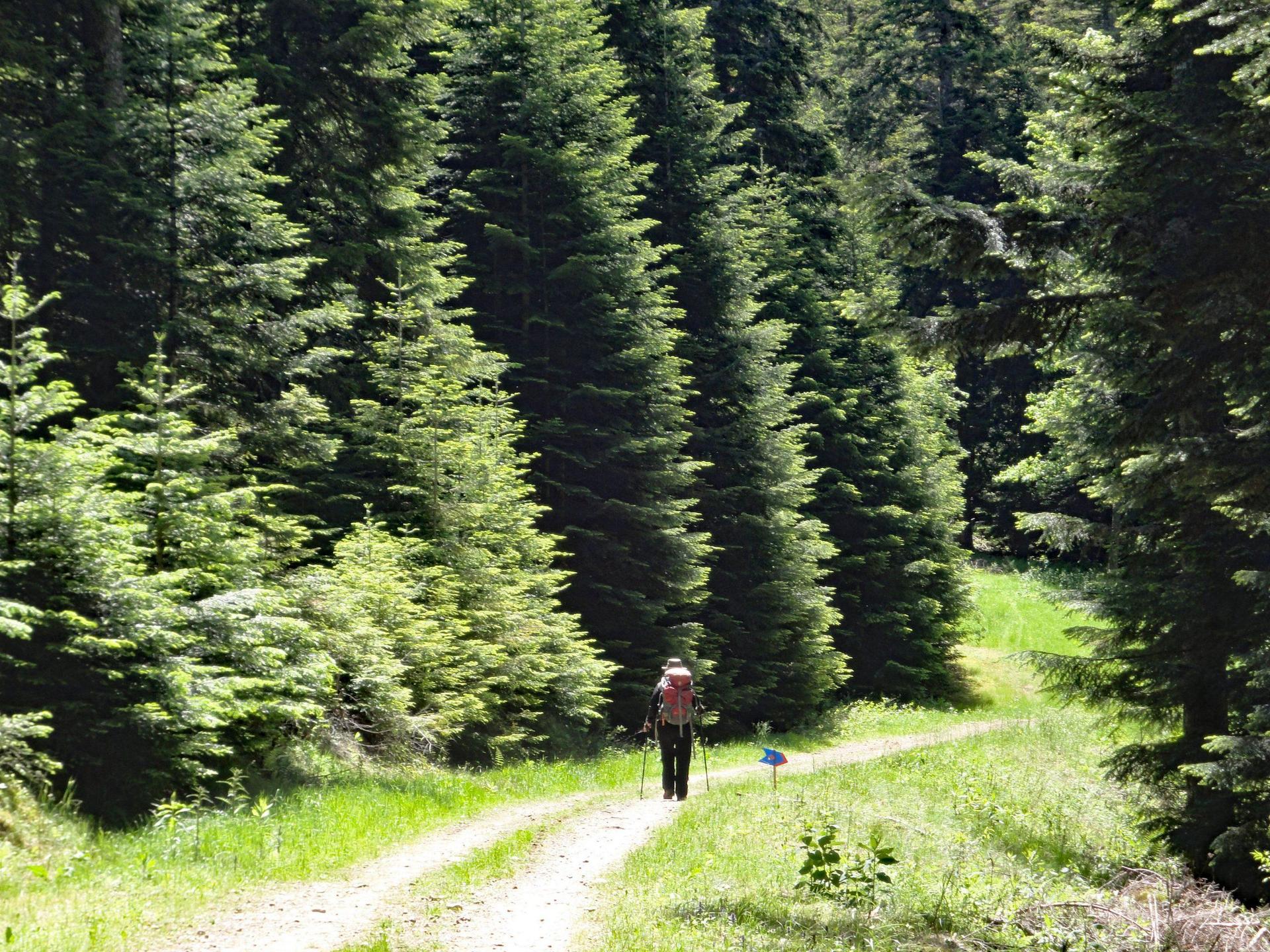 La Forêt de Taillard  E. Lenkiewicz