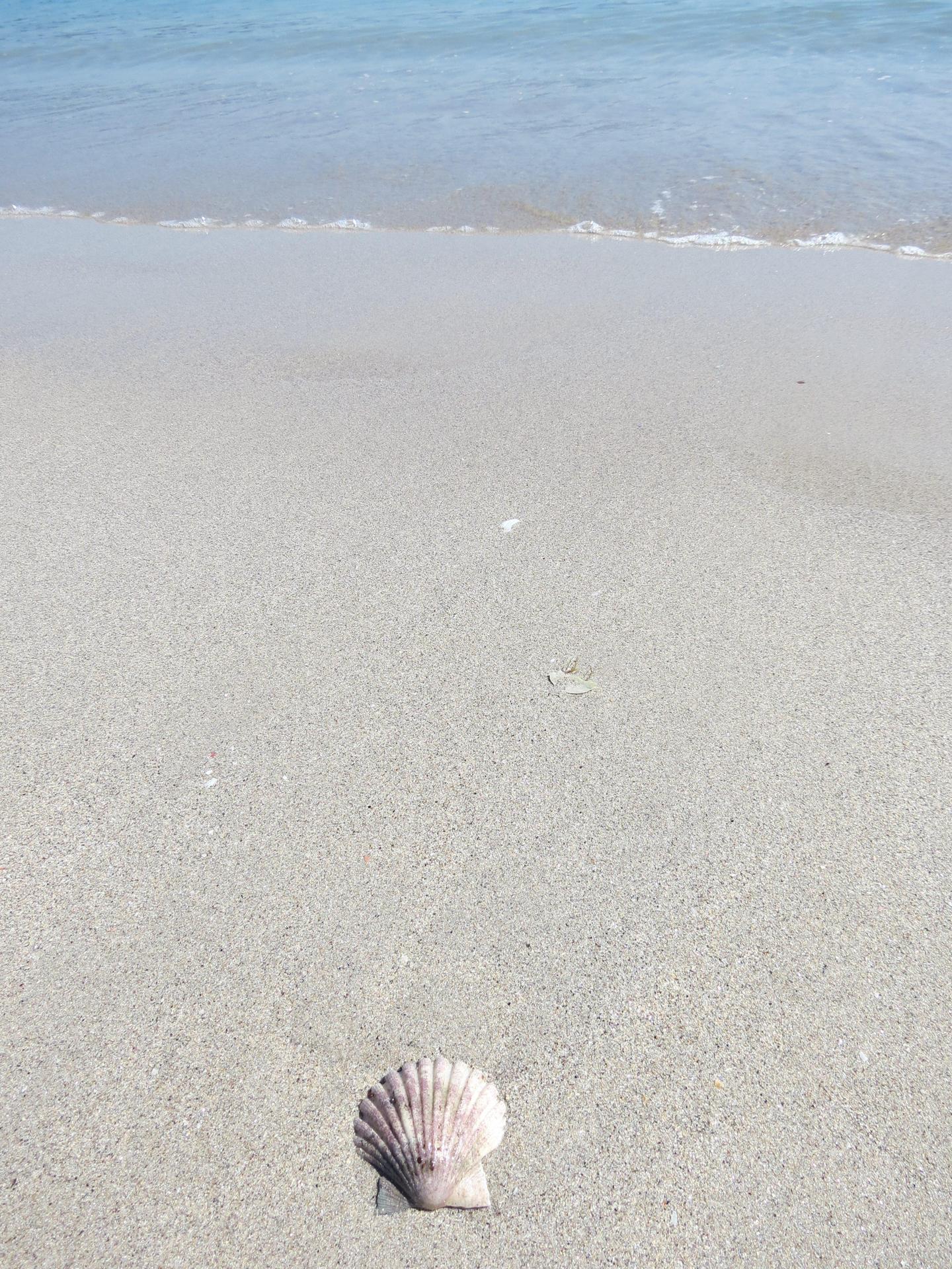 Coquille SaintJacques  Finisterre  MarieEve Lessard