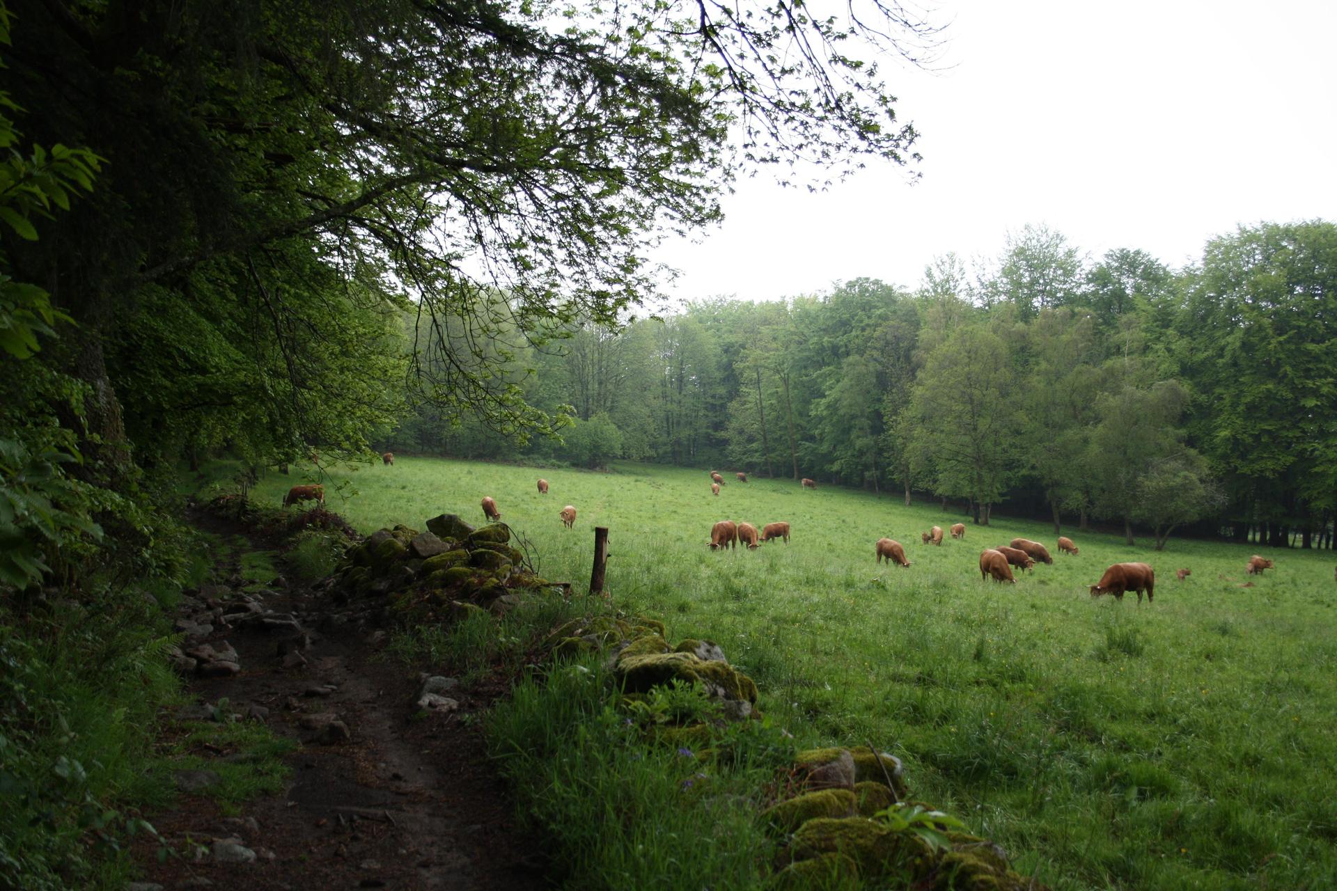 Chemin faisant  MarieEve Lessard