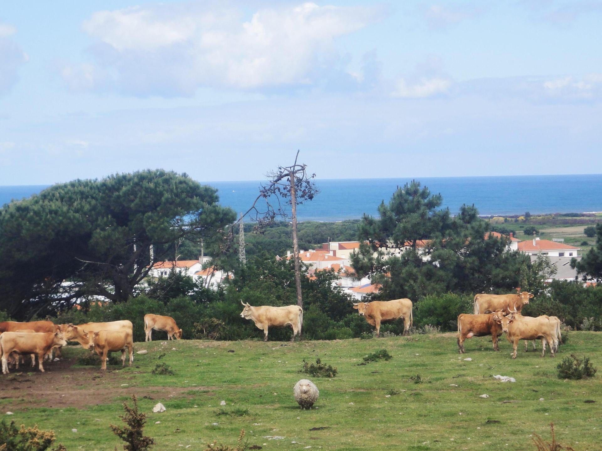 Entre Molinhos et Carreço  E. Lenkiewicz
