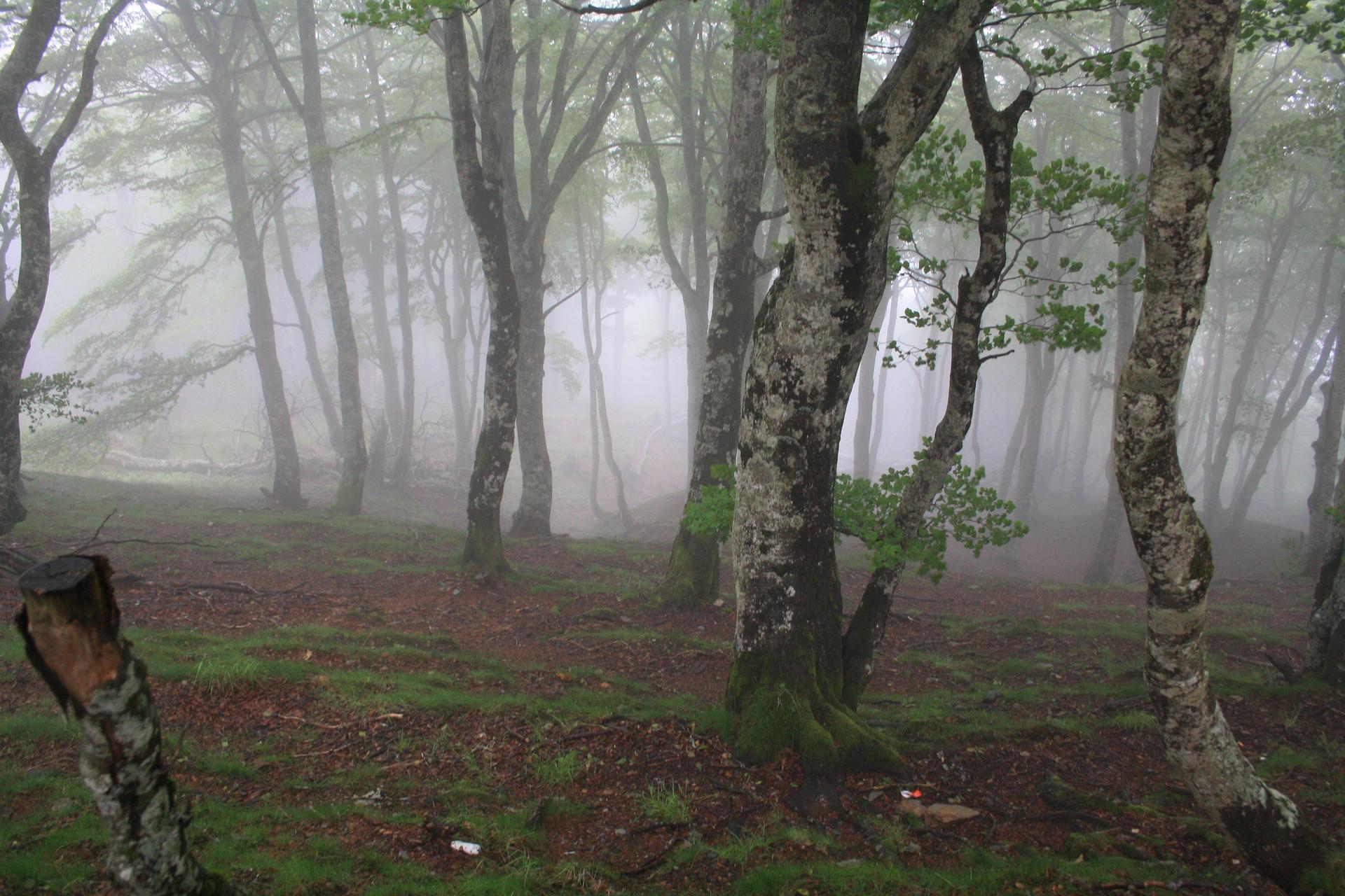 Forêt dans les Pyrénées  MarieEve Lessard